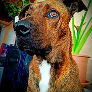 Kangoo a rejoint le concours — aidez-le/la à gagner de superbes lots ! dog, brindle, close_up, indoor, plant, speaker, pet, animal, brown, white_chest, portrait, calm, amber_eyes, furniture, domestic, ears, whiskers, nose, fur, background