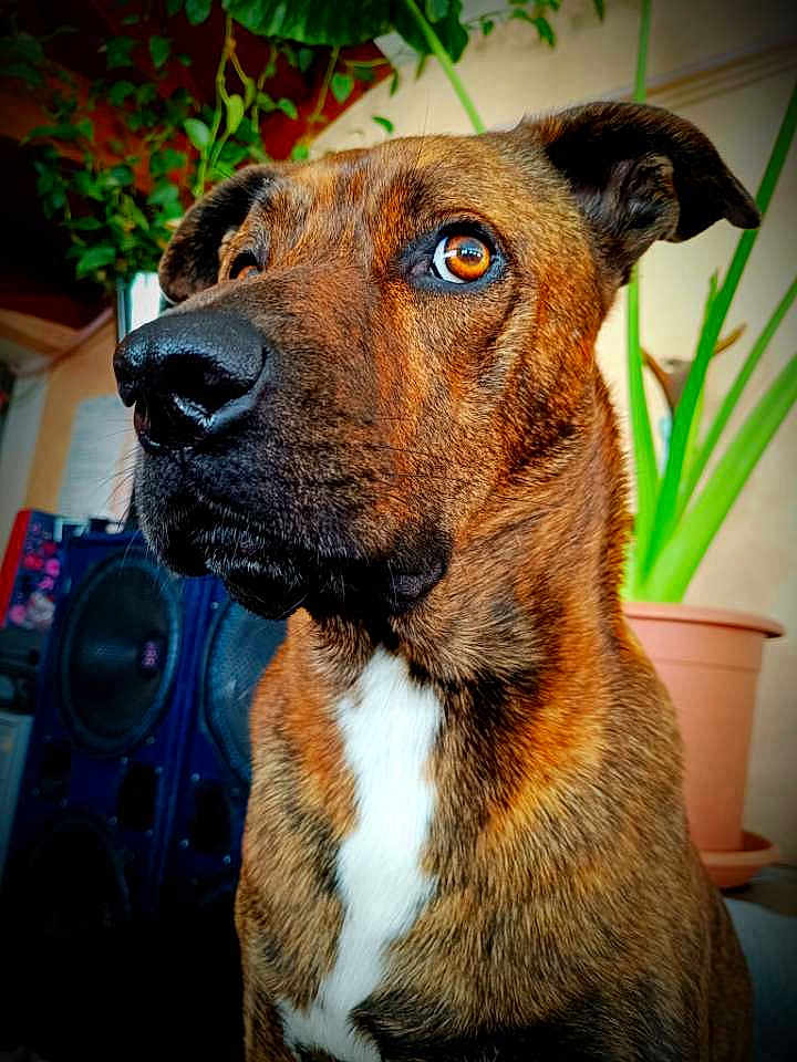 Kangoo a rejoint le concours — aidez-le/la à gagner de superbes lots ! dog, brindle, close_up, indoor, plant, speaker, pet, animal, brown, white_chest, portrait, calm, amber_eyes, furniture, domestic, ears, whiskers, nose, fur, background