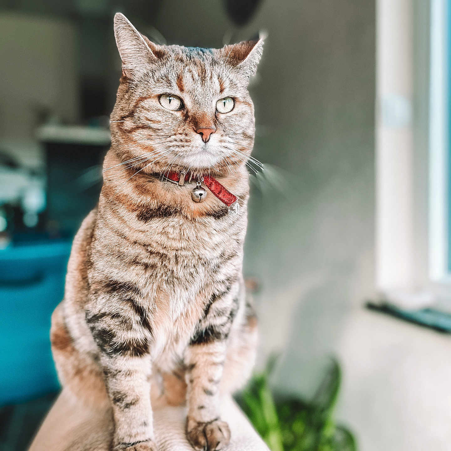 Mila a rejoint le concours — aidez-le/la à gagner de superbes lots ! animal, bell, blurred_background, cat, collar, cute, domestic, ears, feline, fur, green_plant, indoor, leather, paws, pet, portrait, sofa, tabby, whiskers, window