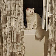 Sasha participe au concours pour gagner de l'argent avec cette photo : cat, white_cat, windowsill, curtains, window, indoor, night, pet, feline, fluffy, animal, domestic_animal, looking_away, sitting, cozy, home, shadow, quiet, soft_light, curtain_pattern