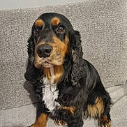 Taz participe au concours pour gagner de l'argent avec cette photo : dog, black_and_tan, pet, cocker_spaniel, sitting, fluffy_ears, indoor, couch, furniture, animal, cute, portrait, looking_away, fur, paw, companion, domestic, friendly, canine, relaxed