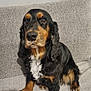 dog, black_and_tan, pet, cocker_spaniel, sitting, fluffy_ears, indoor, couch, furniture, animal, cute, portrait, looking_away, fur, paw, companion, domestic, friendly, canine, relaxed