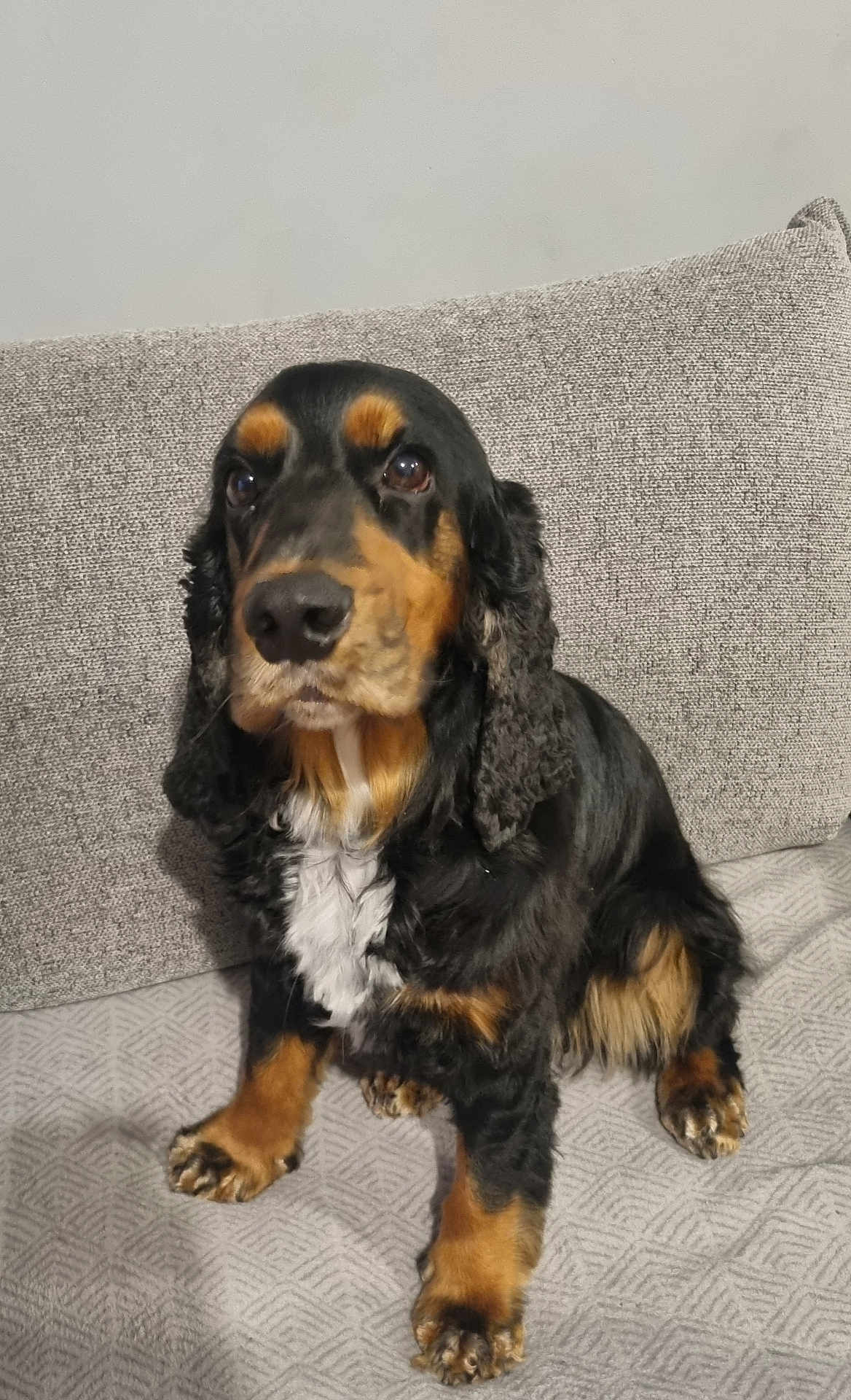 Taz participe au concours pour gagner de l'argent avec cette photo : dog, black_and_tan, pet, cocker_spaniel, sitting, fluffy_ears, indoor, couch, furniture, animal, cute, portrait, looking_away, fur, paw, companion, domestic, friendly, canine, relaxed