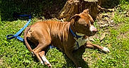 Cleo is registered to the contest to win money with this photo: dog, brown_dog, white_paws, blue_collar, blue_leash, grass, tree_stump, outdoor, sunlight, shadows, nature, pet, animal, canine, relaxing, summer, greenery, leash, daytime, fur