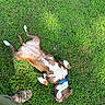 Cleo joined the competition — help win amazing prizes! dog, grass, outdoor, relaxation, sunlight, brown_fur, white_fur, blue_collar, pet, canine, nature, summer, playful, lying_down, happy, domestic_animal, animal, grass_field, casual, footwear