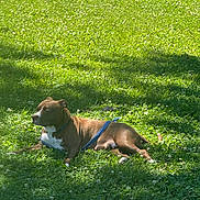 Cleo is registered to the contest to win money with this photo: dog, brown_dog, white_patch, grass, greenery, sunlight, outdoor, leash, harness, resting, canine, pet, nature, summer, park, animal, floral, daylight, relaxed, mammal