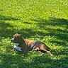 dog, brown_dog, white_patch, grass, greenery, sunlight, outdoor, leash, harness, resting, canine, pet, nature, summer, park, animal, floral, daylight, relaxed, mammal