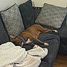 dog, brown_dog, sleeping, couch, blanket, indoor, collar, leash, pillow, sectional_couch, relaxation, pet, animal, fur, resting, home, living_room, comfort, cozy, floor