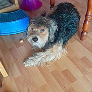 Voyou participe au concours pour gagner de l'argent avec cette photo : dog, indoor, wooden_floor, table, furniture, curious, pet, step_stool, lamp, brown, black, tan, fur, scruffy, animal, domestic, looking_up, floor, cozy, household