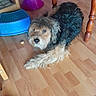 dog, indoor, wooden_floor, table, furniture, curious, pet, step_stool, lamp, brown, black, tan, fur, scruffy, animal, domestic, looking_up, floor, cozy, household
