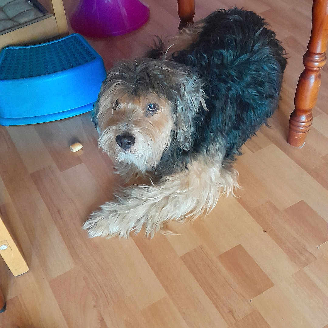 Voyou participe au concours pour gagner de l'argent avec cette photo : dog, indoor, wooden_floor, table, furniture, curious, pet, step_stool, lamp, brown, black, tan, fur, scruffy, animal, domestic, looking_up, floor, cozy, household