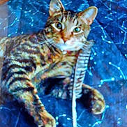 Vladdy is registered to the contest to win money with this photo: cat, tabby, feather_toy, blue_blanket, constellation_pattern, pet, animal, feline, playful, curious, indoor, lying_down, whiskers, ears, paws, fur, close_up, sleeping_area, resting, domestic_cat