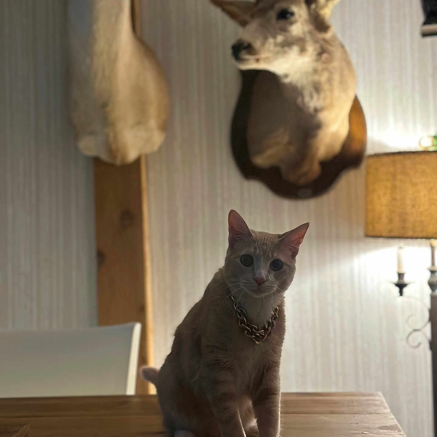 Matteo joined the competition — help win amazing prizes! antlers, bokeh, cat, chair, cozy, deer_mount, feline, home_decor, indoor, interior, lamp, necklace, pet, portrait, shallow_depth_of_field, sitting, table, taxidermy, wallpaper, wood_table