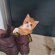 Ronald Weasly joined the competition — help win amazing prizes! animal, boots, cat, curious, cute, domestic_cat, door, floor, fur, indoor, kitten, looking, orange_cat, paws, pet, playful, sitting, small, white_cat, young