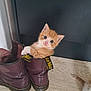 animal, boots, cat, curious, cute, domestic_cat, door, floor, fur, indoor, kitten, looking, orange_cat, paws, pet, playful, sitting, small, white_cat, young