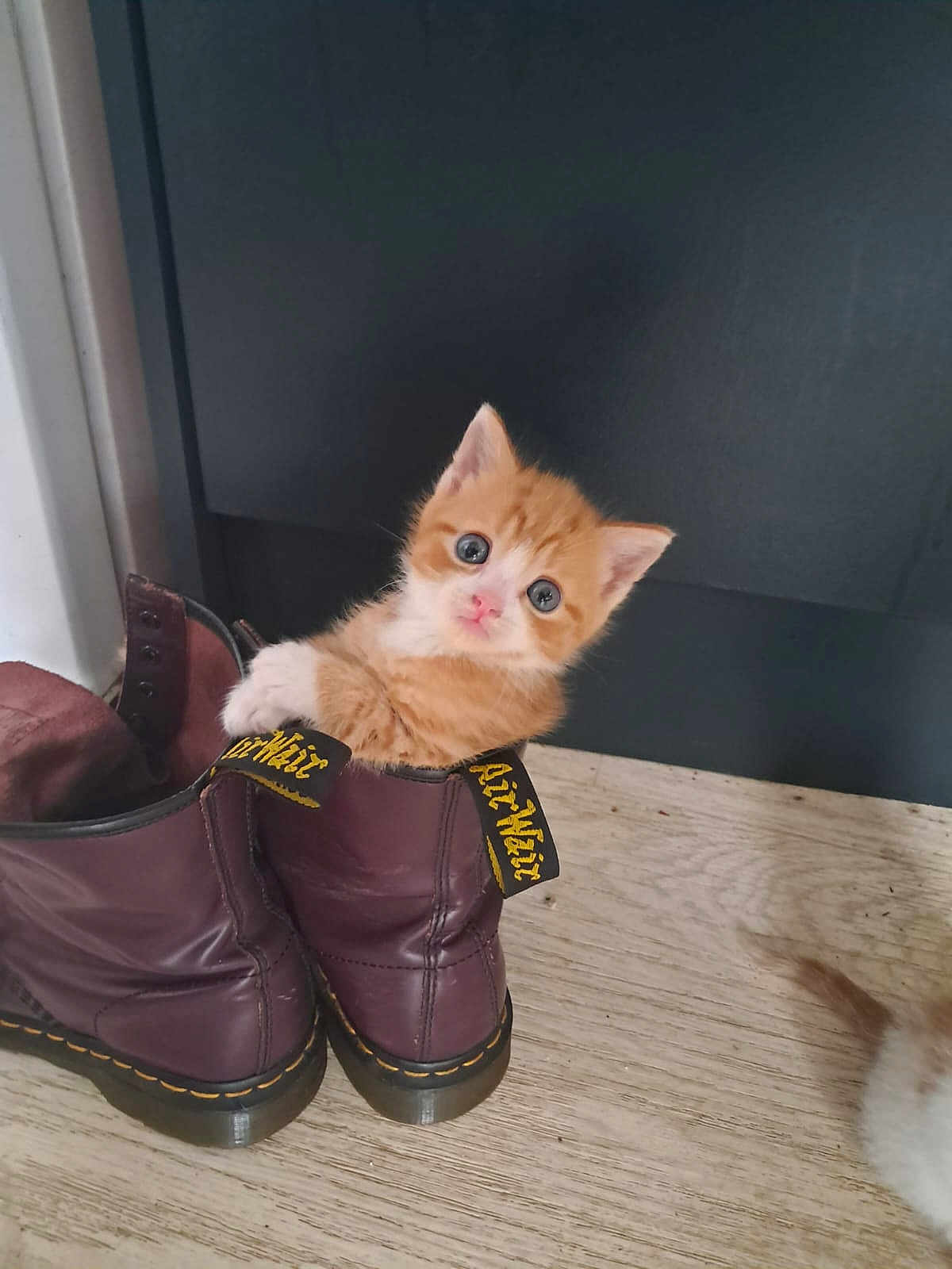 Ronald Weasly joined the competition — help win amazing prizes! animal, boots, cat, curious, cute, domestic_cat, door, floor, fur, indoor, kitten, looking, orange_cat, paws, pet, playful, sitting, small, white_cat, young