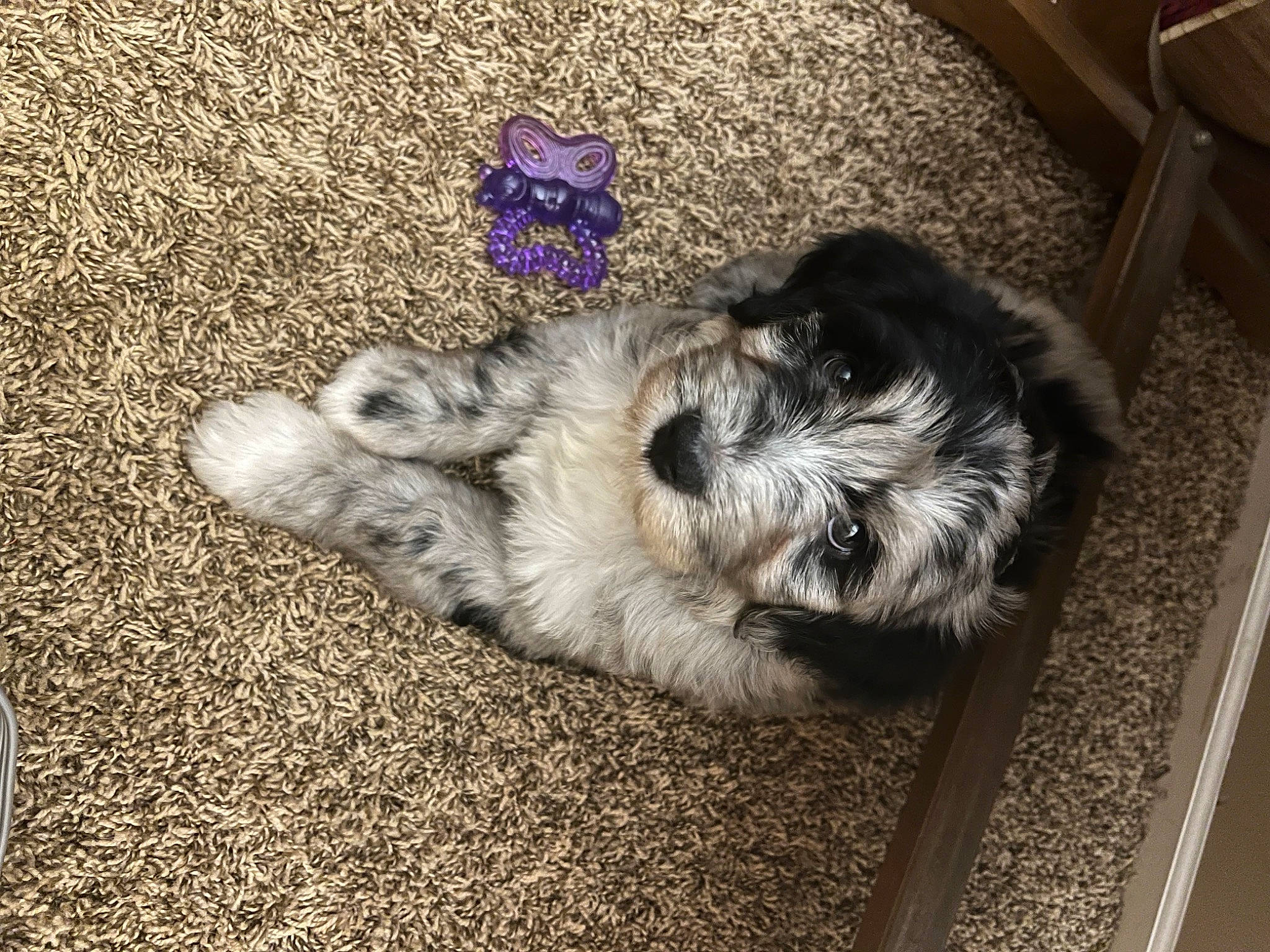 Jemma is registered to the contest to win money with this photo: canidae, carnivore, comfort, companion_dog, dog, dog_breed, flooring, fur, grey, liver, mal_shi, paw, shih_poo, small_terrier, snout, soil, sporting_group, terrier, toy_dog, working_animal