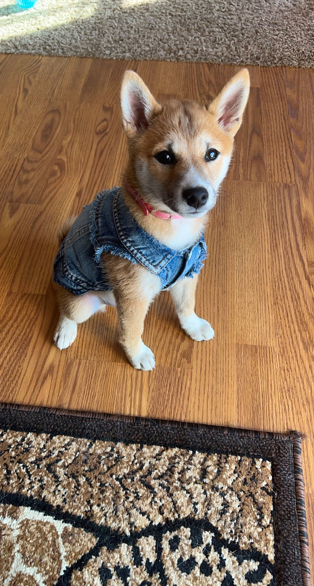 Jersey is registered to the contest to win money with this photo: canidae, carnivore, companion_dog, dog, dog_breed, fawn, flooring, fur, hardwood, plank, rectangle, snout, sporting_group, tail, terrestrial_animal, whiskers, wood, wood_flooring, wood_stain, working_animal