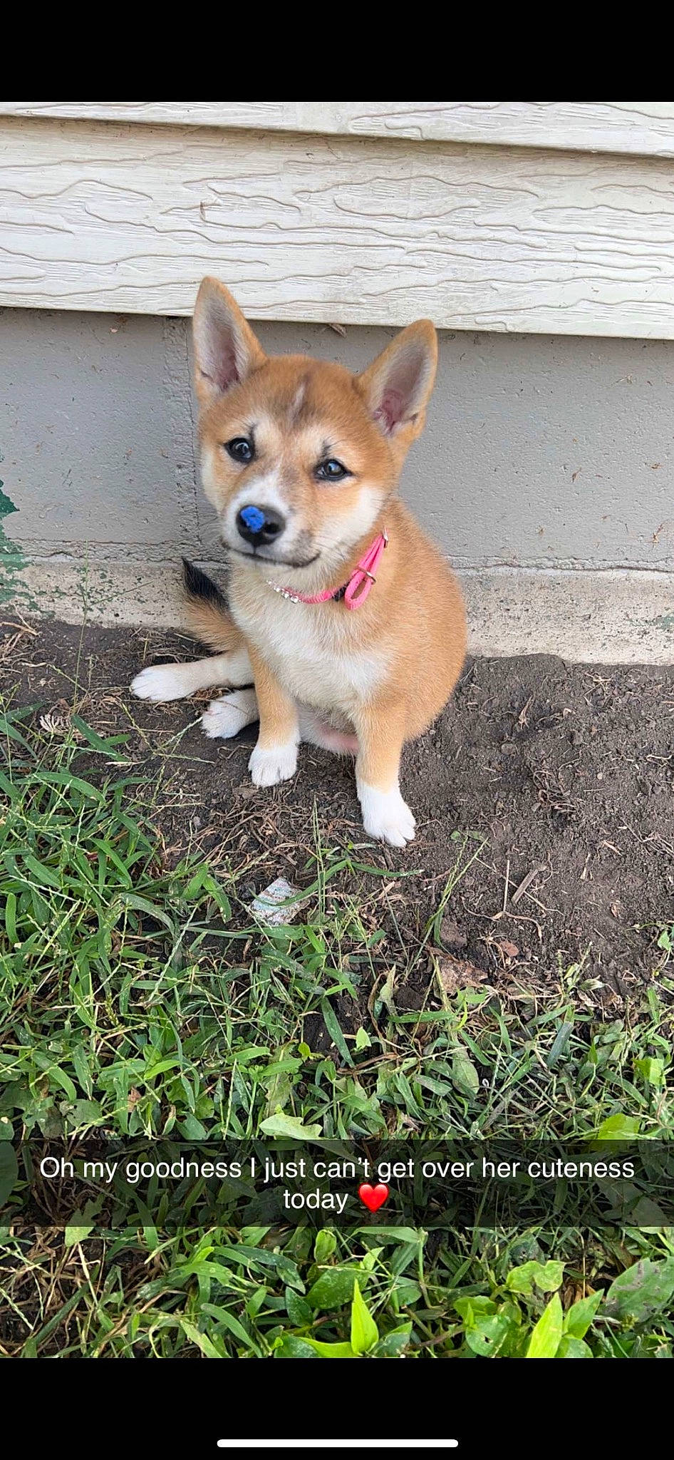 Jersey is registered to the contest to win money with this photo: ancient_dog_breeds, canidae, carnivore, companion_dog, dog, dog_breed, dog_supply, fawn, grass, non_sporting_group, plant, snout, soil, sporting_group, tail, terrestrial_animal, working_animal