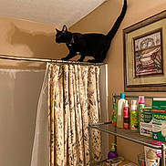 Maverick is registered to the contest to win money with this photo: cat, black_cat, bathroom, shower_curtain, curtain_rod, shadow, toiletries, shelf, framed_picture, wall, ceiling, animal, pet, indoor, balance, curious, tail_up, floral_pattern, metal_rack, bottle