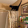 cat, black_cat, bathroom, shower_curtain, curtain_rod, shadow, toiletries, shelf, framed_picture, wall, ceiling, animal, pet, indoor, balance, curious, tail_up, floral_pattern, metal_rack, bottle