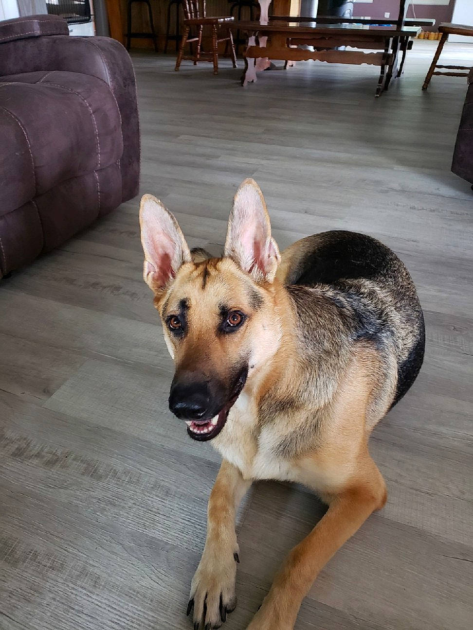 Max Hearn is registered to the contest to win money with this photo: canidae, carnivore, chair, companion_dog, dog, dog_breed, east_european_shepherd, fawn, flooring, fur, german_shepherd_dog, hardwood, herding_dog, king_shepherd, old_german_shepherd_dog, paw, snout, sporting_group, street_dog, working_animal