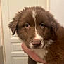Aiko participe au concours pour gagner de l'argent avec cette photo : puppy, dog, brown_fur, white_fur, pet, animal, cute, close_up, indoor, hand, young, fur, face, eyes, nose, adorable, canine, portrait, mammal, domestic_animal