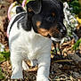 Bloom participe au concours pour gagner de l'argent avec cette photo : puppy, dog, outdoor, nature, flowers, pine_cone, black_and_white, curious, young, grass, sunlight, plants, small, close_up, animal, pet, fur, cute, exploring, garden
