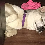 Lacy is registered to the contest to win money with this photo: accessory, canine, closeup, cute, dog, ear, flower_accessory, fur, hardwood_floor, indoor, lying_down, muzzle, nose, paw, pet, pink_flower, portrait, purple_collar, relaxed, sleeping_dog