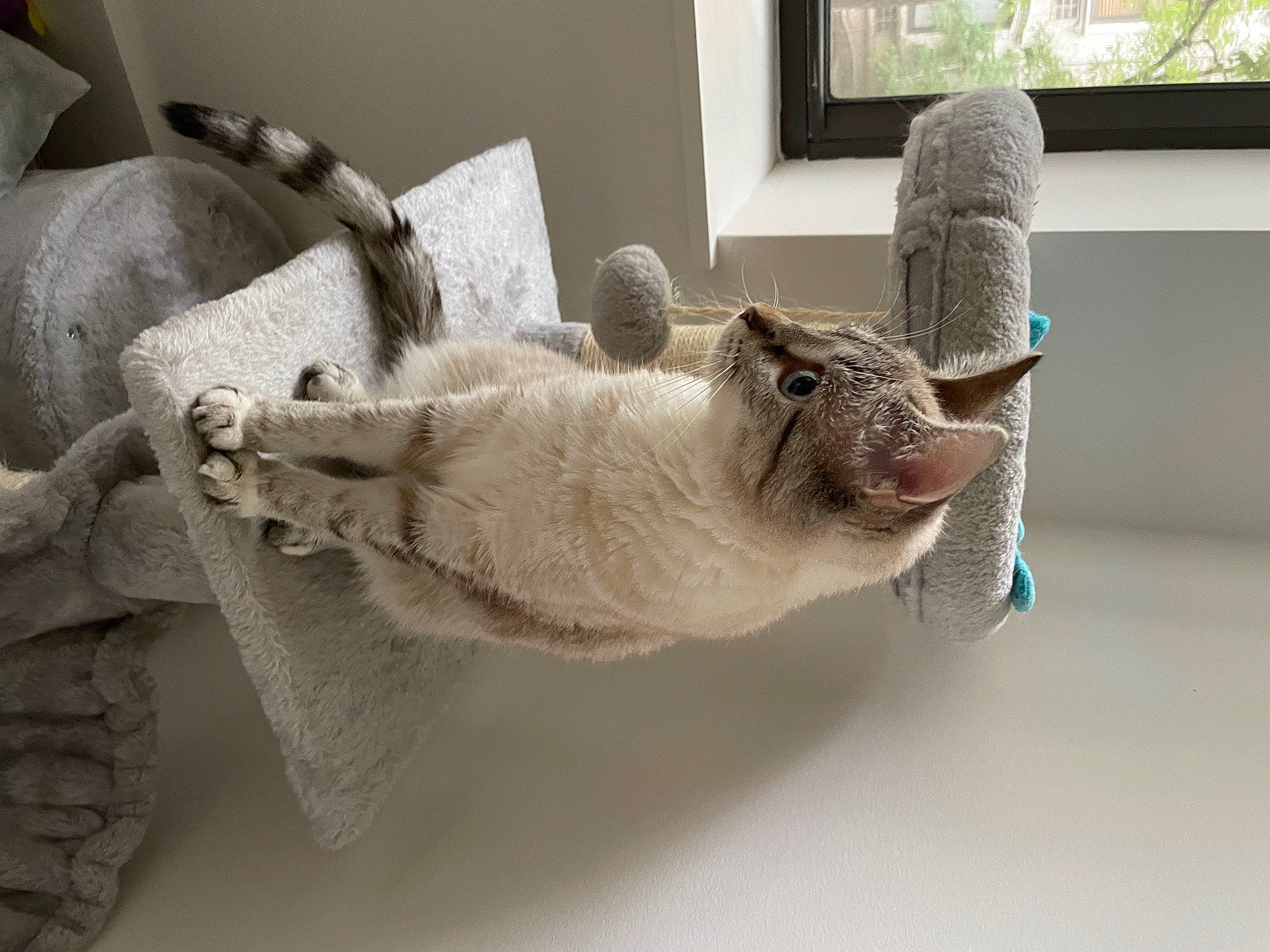 Daisy joined the competition — help win amazing prizes! art, carnivore, cat, comfort, couch, domestic_short_haired_cat, fawn, felidae, fur, grey, picture_frame, room, small_to_medium_sized_cats, stuffed_toy, tail, toy, whiskers, window, wood, wool