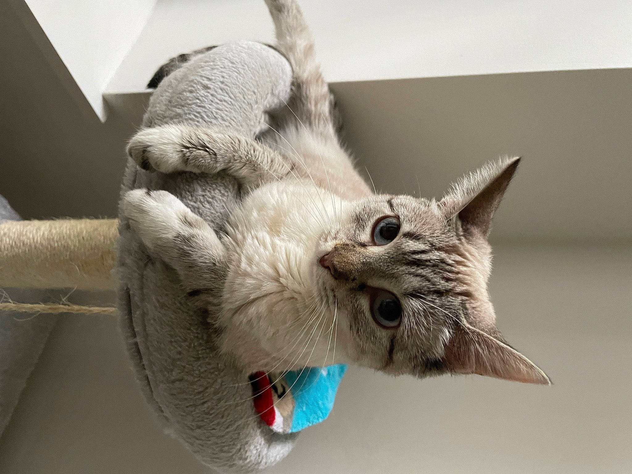 Daisy is registered to the contest to win money with this photo: art, carnivore, cat, claw, devon_rex, domestic_short_haired_cat, fang, felidae, fur, gesture, grey, jaw, paw, rex_cat, small_to_medium_sized_cats, snout, tail, whiskers