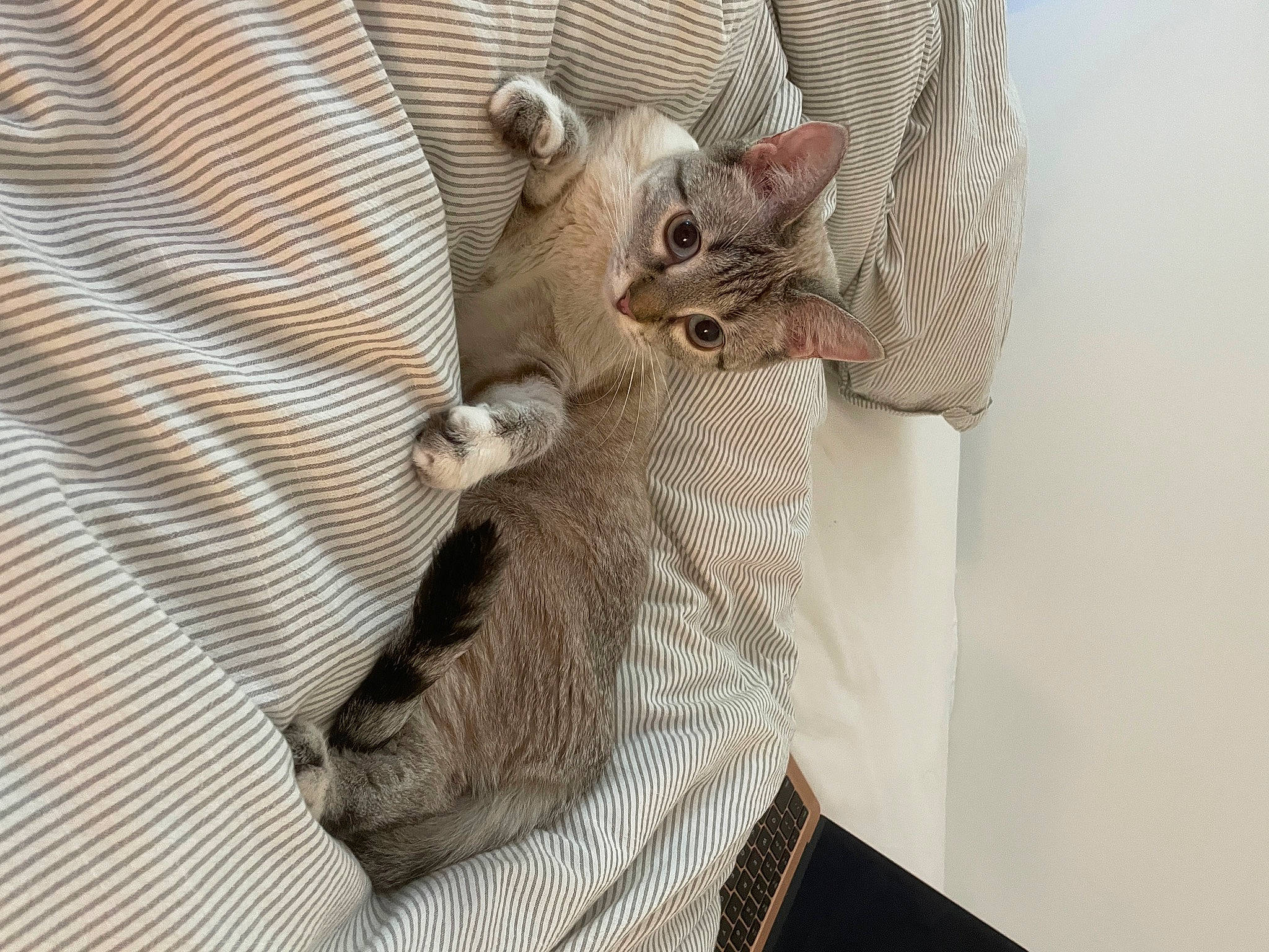 Daisy is registered to the contest to win money with this photo: bed, carnivore, cat, claw, comfort, couch, domestic_short_haired_cat, fawn, felidae, fur, gesture, grey, linens, pattern, paw, sleeve, small_to_medium_sized_cats, snout, tail, whiskers