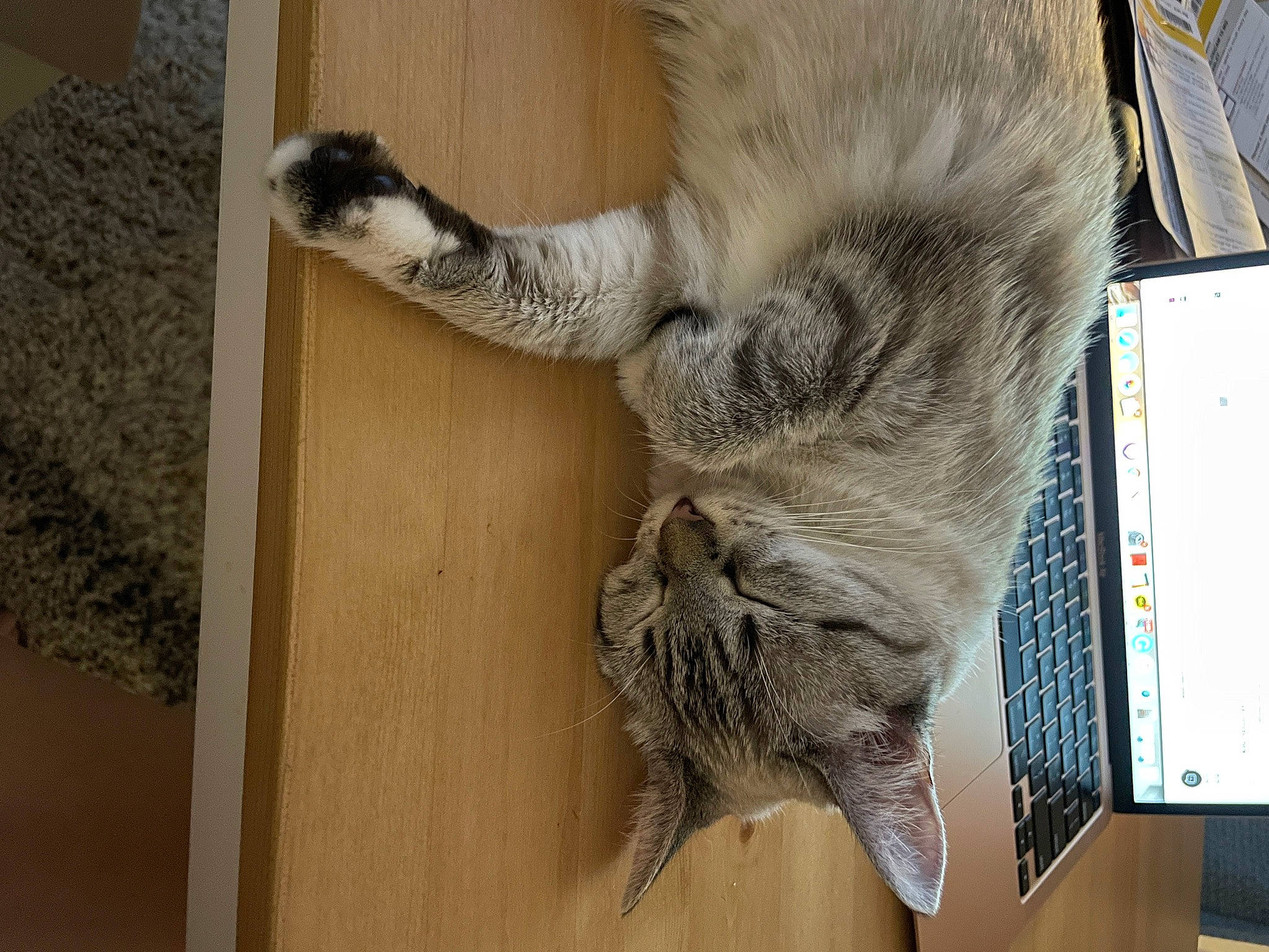 Daisy joined the competition — help win amazing prizes! carnivore, cat, claw, computer, domestic_short_haired_cat, fawn, felidae, fur, hardwood, laptop, mammal, paw, small_to_medium_sized_cats, snout, tail, terrestrial_animal, vertebrate, whiskers, wood