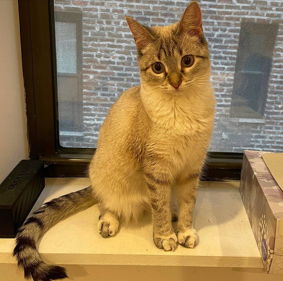 Daisy is registered to the contest to win money with this photo: carnivore, cat, claw, comfort, domestic_short_haired_cat, fawn, felidae, fur, paw, rectangle, sitting, small_to_medium_sized_cats, snout, tail, terrestrial_animal, whiskers, wildlife, window, window_blind