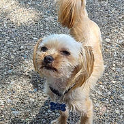 Leo Kareem Lilly joined the competition — help win amazing prizes! dog, small_dog, outdoor, gravel, collar, pet_tag, light_brown_fur, fluffy_tail, standing, animal, cute, scruffy, canine, sunlight, shadow, fur, closeup, looking_up, pet, nature