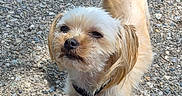 Leo Kareem Lilly joined the competition — help win amazing prizes! animal, canine, closeup, collar, cute, dog, fluffy_tail, fur, gravel, light_brown_fur, looking_up, nature, outdoor, pet, pet_tag, scruffy, shadow, small_dog, standing, sunlight