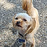 dog, small_dog, outdoor, gravel, collar, pet_tag, light_brown_fur, fluffy_tail, standing, animal, cute, scruffy, canine, sunlight, shadow, fur, closeup, looking_up, pet, nature