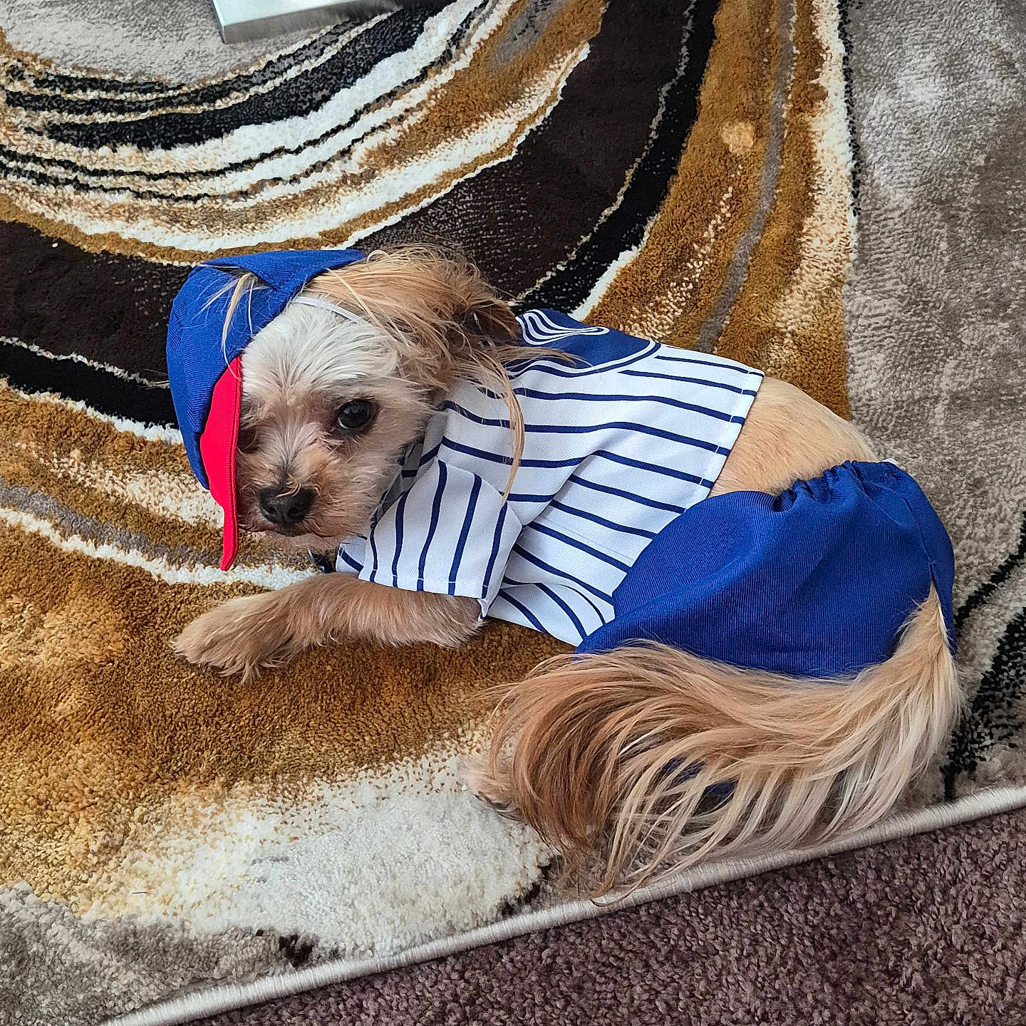 Leo Kareem Lilly is registered to the contest to win money with this photo: dog, pet, animal, clothing, cap, blue, white, striped, rug, patterned_rug, indoor, cute, small_dog, fur, lying_down, looking, floor, tail, ears, adorable
