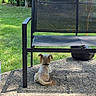 Leo Kareem Lilly joined the competition — help win amazing prizes! dog, small_dog, outdoor, patio, bench, grass, tree, fence, sunlight, shade, leafy, nature, pet, animal, quiet, resting, back_view, collar, yard, calm