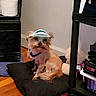 Leo Kareem Lilly joined the competition — help win amazing prizes! dog, visor, pet, indoors, cushion, floor, wooden_floor, sitting, toy, shelf, paper_towel, collar, brown_dog, small_dog, furniture, home, relaxed, accessory, stuffed_animal, cozy