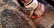 Leo Kareem Lilly is registered to the contest to win money with this photo: dog, small_dog, white_sweater, indoor, carpet, rug, furniture, glass_table, cute, pet, animal, fluffy, brown_fur, looking_up, sitting, cozy, home, floor, domestic_animal, companion