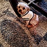 dog, small_dog, white_sweater, indoor, carpet, rug, furniture, glass_table, cute, pet, animal, fluffy, brown_fur, looking_up, sitting, cozy, home, floor, domestic_animal, companion