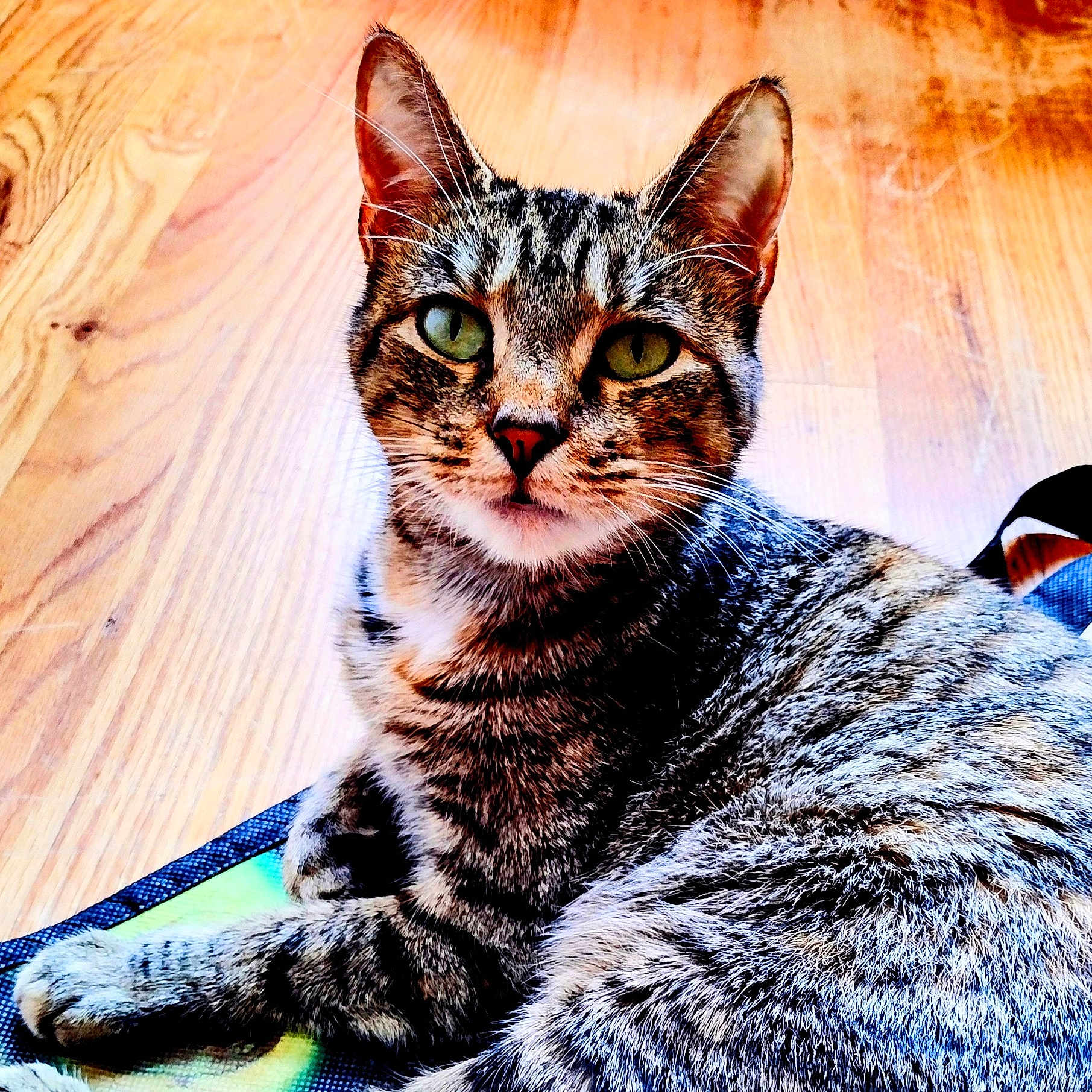 Trixie is registered to the contest to win money with this photo: abyssinian, accessories, adult, animal, cat, couch, egyptiancat, female, furniture, hardwood, indoors, kitten, manx, person, pet, plywood, stainedwood, strap, woman, wood