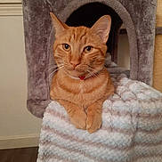 Tails joined the competition — help win amazing prizes! abyssinian, animal, basket, blanket, canine, cat, cushion, den, dog, dogbed, doghouse, egyptiancat, fireplace, hardwood, homedecor, indoors, kennel, kitten, manx, pet
