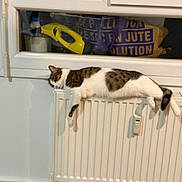 Minouch participe au concours pour gagner de l'argent avec cette photo : cat, radiator, window, reflection, person, phone, indoor, relaxing, sleeping, tabby, white, fur, wooden_floor, home, comfort, resting, domestic, feline, quiet, peaceful