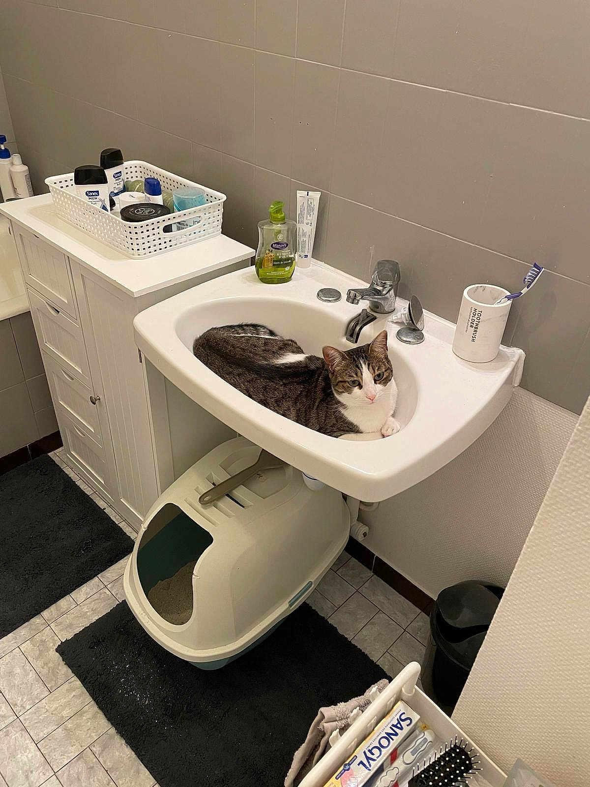 Minouch a rejoint le concours — aidez-le/la à gagner de superbes lots ! cat, sink, bathroom, toiletries, toothbrush, toothbrush_holder, cabinet, litter_box, rug, tile_floor, faucet, soap_dispenser, wall, clean, pet, domestic_cat, relaxed, gray, white, striped_cat