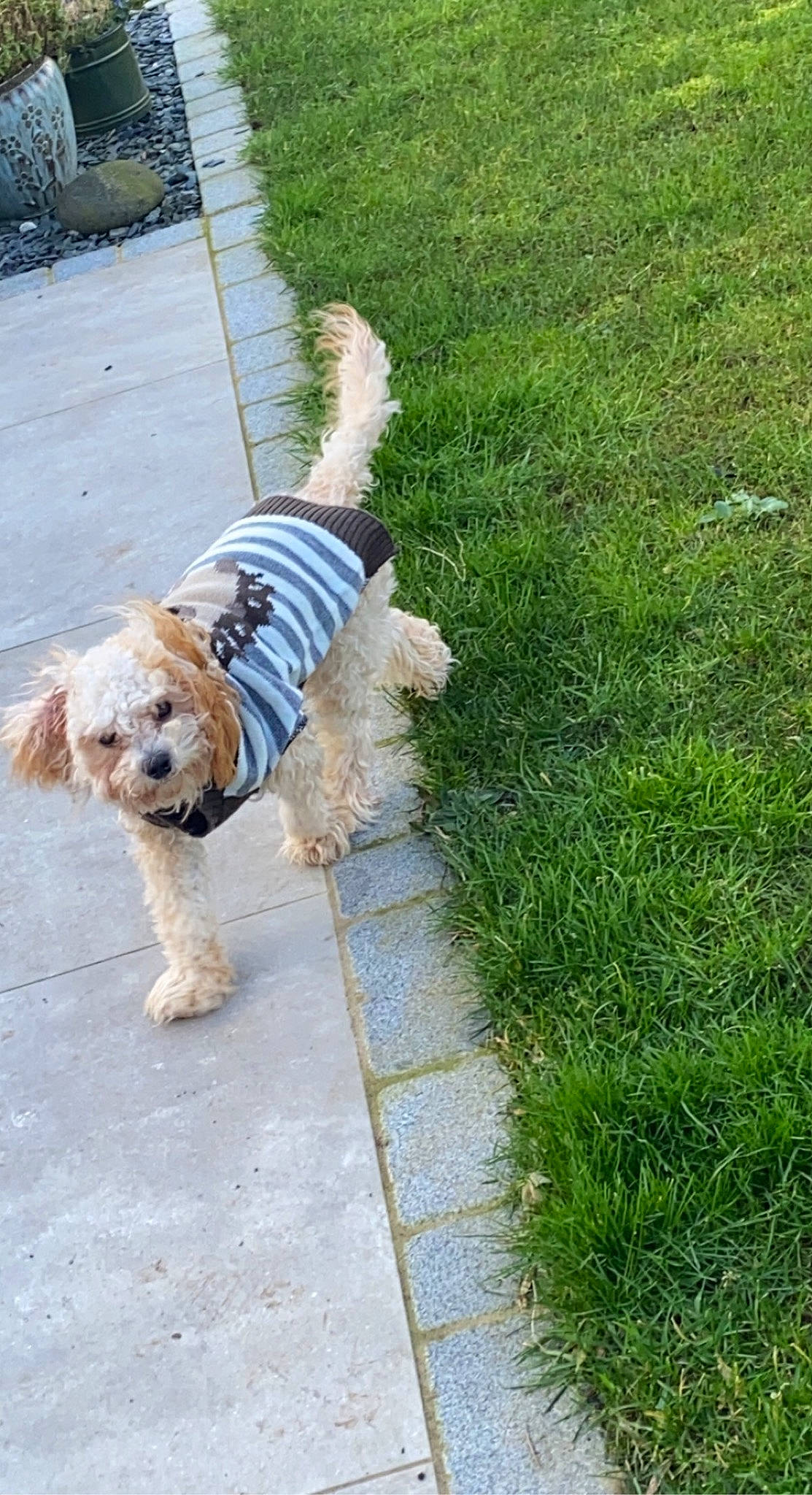 Spencer joined the competition — help win amazing prizes! asphalt, canidae, carnivore, collar, companion_dog, dog, dog_breed, dog_clothes, dog_collar, dog_supply, flooring, grass, groundcover, leash, pet_supply, plant, road_surface, sidewalk, tail, toy_dog