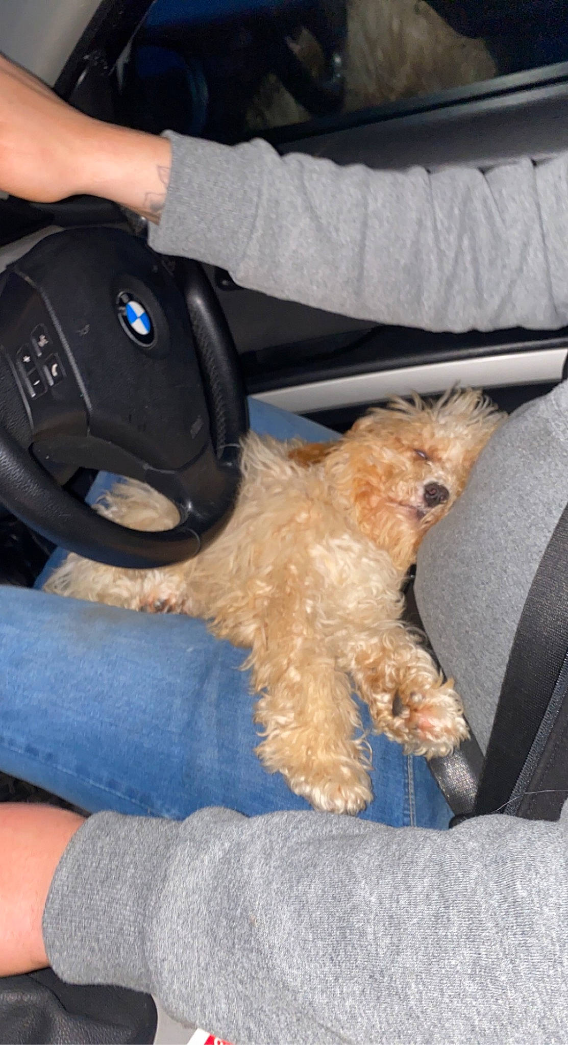 Spencer joined the competition — help win amazing prizes! canidae, car_seat, carnivore, companion_dog, dog, dog_breed, dog_collar, electric_blue, fashion_accessory, fur, labradoodle, personal_protective_equipment, poodle, seat_belt, small_terrier, sporting_group, sunglasses, terrier, toy_dog, vertebrate