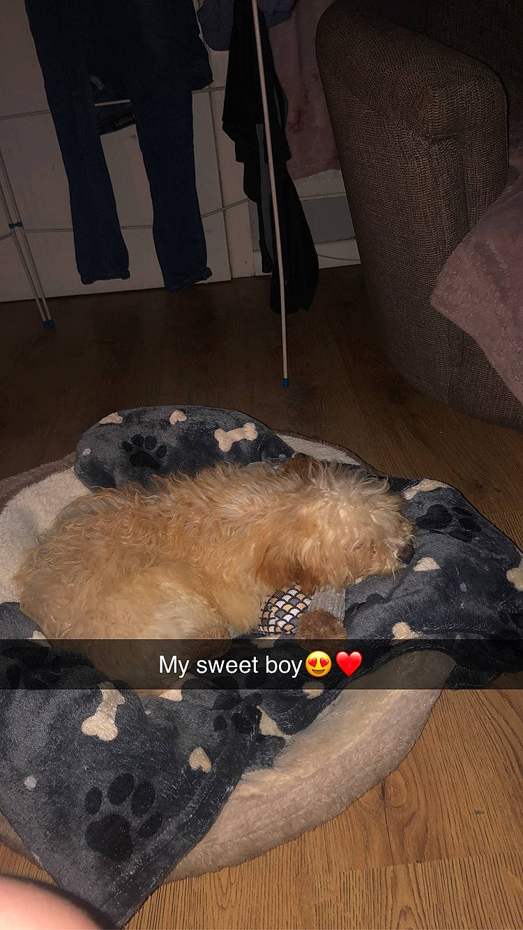 Spencer joined the competition — help win amazing prizes! canidae, carnivore, comfort, companion_dog, dog, dog_breed, fawn, flooring, fur, gas, hardwood, natural_material, snout, sporting_group, wood