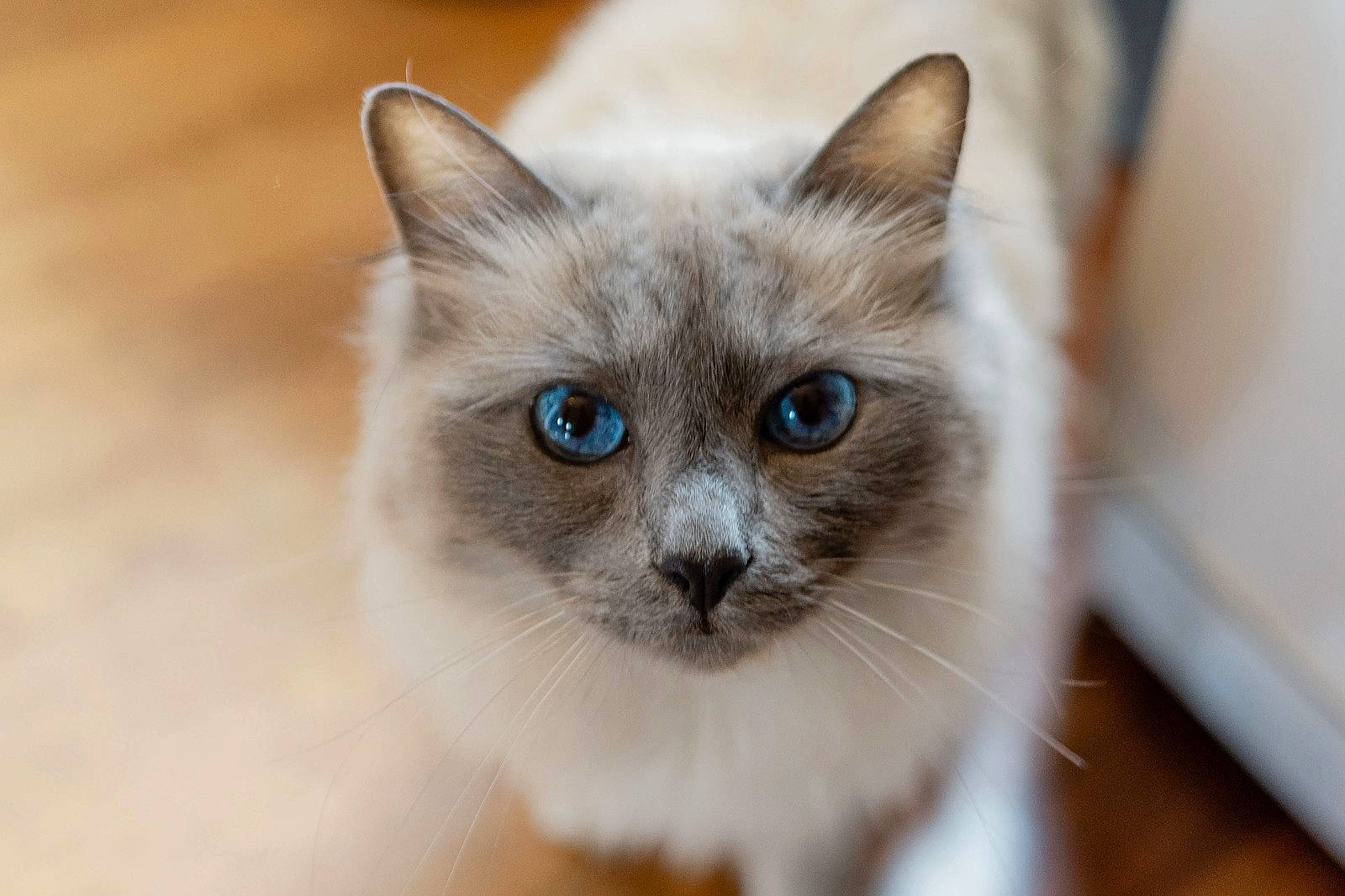 Jana a rejoint le concours — aidez-le/la à gagner de superbes lots ! balinese, birman, carnivore, cat, close_up, eye, eyelash, fawn, felidae, fur, hair, head, iris, siamese, small_to_medium_sized_cats, snout, terrestrial_animal, thai, tonkinese, whiskers